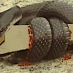 THE SNAKE vs THE SAW: A STORY ABOUT CONSEQUENCES